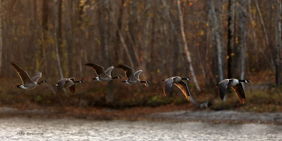 Canada Geese at Dawn - Bernaches  l'aube
