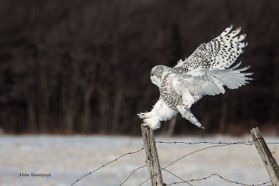 Ultimate Contact - Snowy Owl