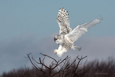 Branch Connection Established - Snowy Owl