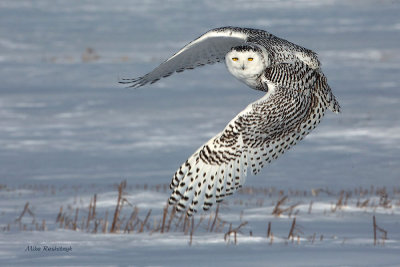 New Years Baby - Snowy Owl