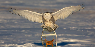 My Wingspan Is Longer Than Mike's  Snowshoe!