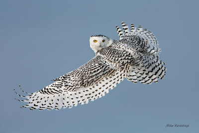 Whatcha lookin at boy? - Snowy Owl