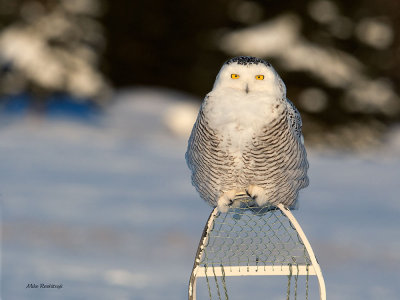 Are You Looking For Your Snowshoe, Mike?