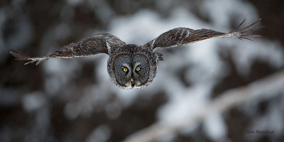 Great Grey Owl Faceoff