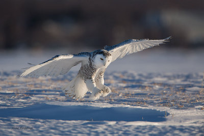 The Spotlight Is On Me - Snowy Owl