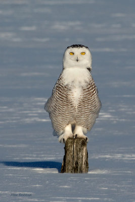 Just Checking To See Whether I'm Taller Than My Fence Post - Snowy Owl