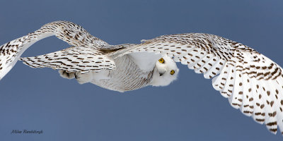 You Are The Wind Beneath My Wings - Snowy Owl