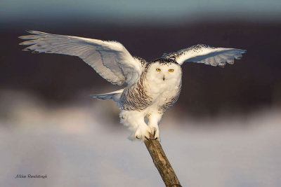 Snowy Owl - Late Afternoon Balancing Act