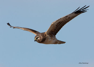Northern Harrier On The Prowl