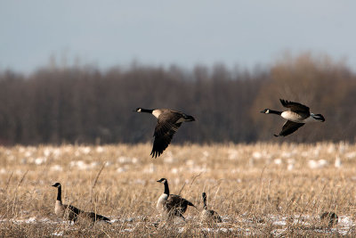 Spring Arrival - Canada and Greater Snow Geese
