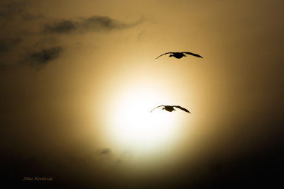 Encounter With The Sun - Canada Geese