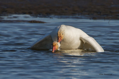 Spring Lust Is In The Air - Greater Snow Geese