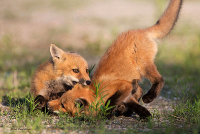 Sunset Shinanigans - Fox Pups