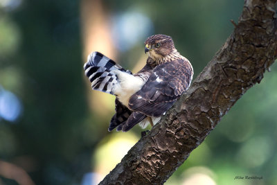 Tale of a Tail - Coopers Hawk