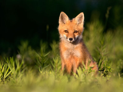 Golden Glow - Fox Pup