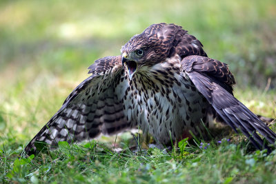 Defensive Juvenile Cooper's Hawk