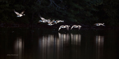Autumn Is Around The Corner - Canada Geese