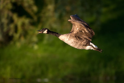 Airborne Squak Box - Canada Goose