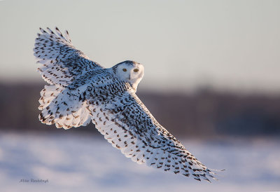 Last Quick Peek At Dusk - Snowy Owl