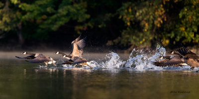 Go Go Go - Canada Geese