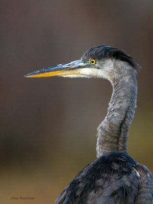 Autumn Heron