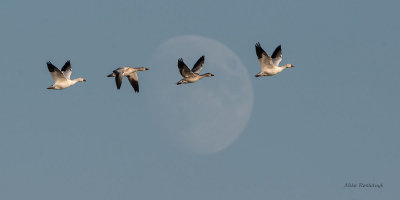 Modern Moonies - Greater Snow Geese
