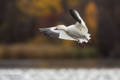 The Geese Of Autumn