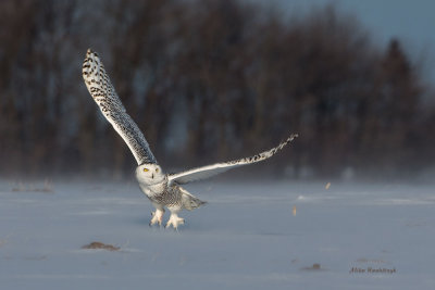 Moving On Out - Snowy Owl