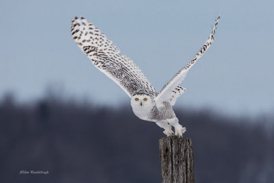 Snowy Owl - Pastel Parting