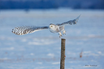 Snowy Owl - Sunset Departure