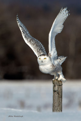 Snowy Owl - Nice 61th Birthday Gift