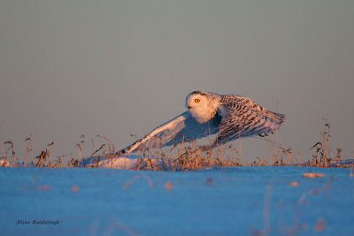 When The Sun Sets In The West - Snowy Owl