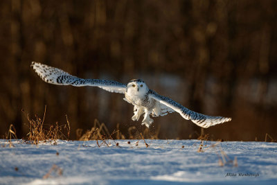 Im On Fire - Snowy Owl
