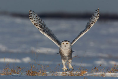 Sunset Super-Stretch - Snowy Owl