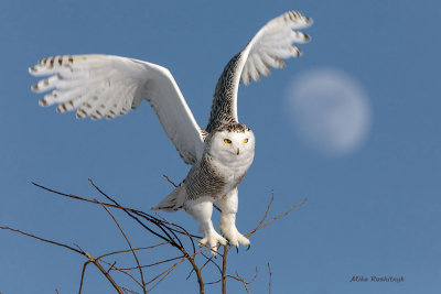 Snowy Owl - Moon Raker