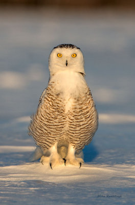 Snowy Owl - I Stand On Guard For Thee