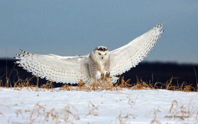 Snowy Owl - Two-Point Landing