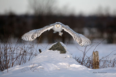 Rock Me Baby - Snowy Owl