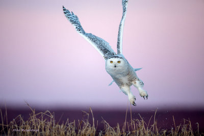 Snowy Owl - Extreme Dusk