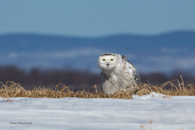 Snowy Owl - I Spy With My Little Eye . . . !