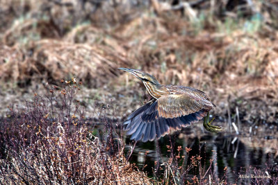 American Bittern