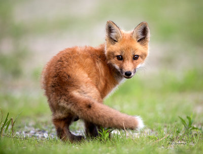 Fox Cub - Are You Following Me?
