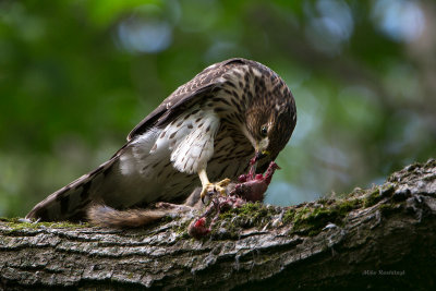 Supper At The Coopers' - Young Cooper Hawk