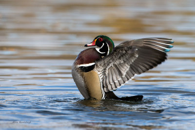 Wood Duck Super-Spread