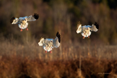 Golden Geese - Greater Snow Geese