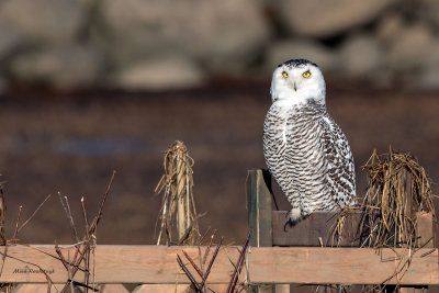 Snowy Owl - Hunter On His Blind