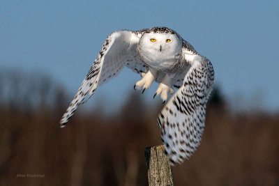 Snowy Owl  Leaving Its Fencepost