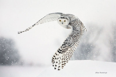 Snowy Owl - Snow-bound