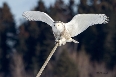 Snowy Owl - Billiard Cue-Stick Bird