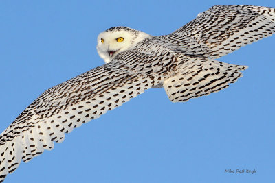 Snowy Owl - Quit Tailing Me!